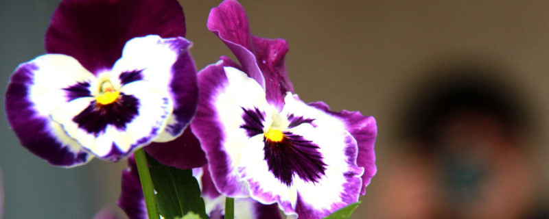 三色堇夏天怎么养（三色堇夏季户外怎样养护）