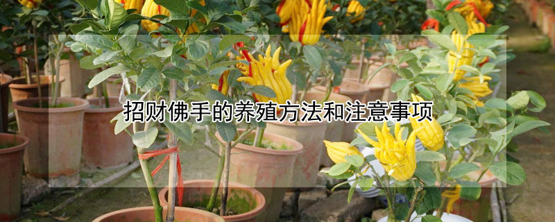 招财佛手的养殖方法和注意事项(佛手招财树的养殖方法)