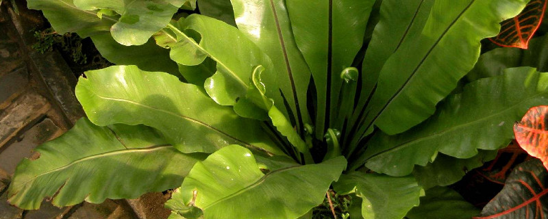 鸟巢蕨叶子干了怎么办（鸟巢蕨叶边干枯）