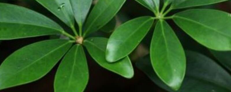 鹅掌柴秋季怎么养护 鹅掌柴的养护方法和施肥