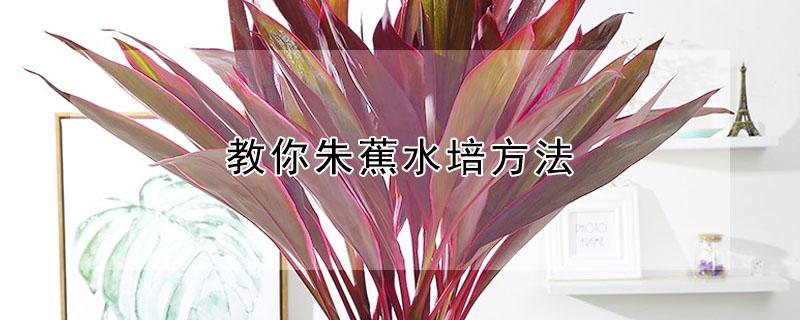 教你朱蕉水培方法（朱蕉水培怎么生根快）