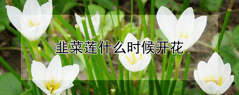 韭菜莲什么时候开花(韭莲一般什么时候开花)