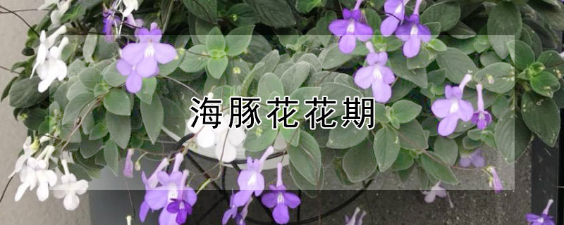 海豚花花期(蓝海豚花花期)