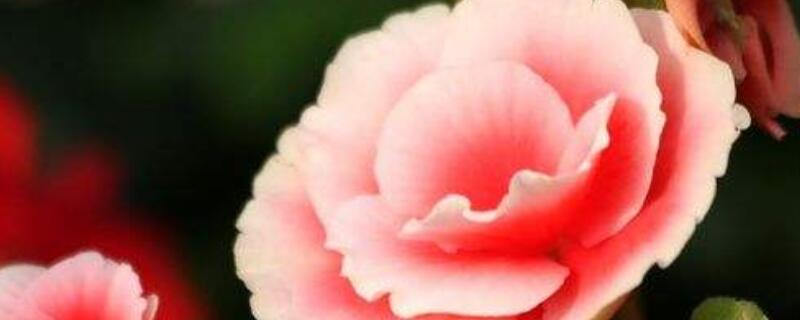 丽格海棠冬季怎么养(丽格四季海棠的养殖方法和注意事项)