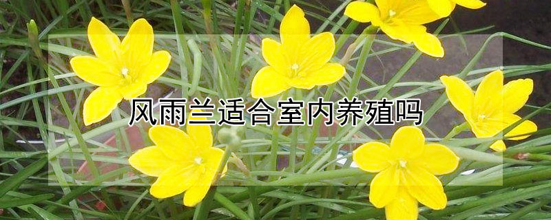 风雨兰适合室内养殖吗（花卉风雨兰的养殖）