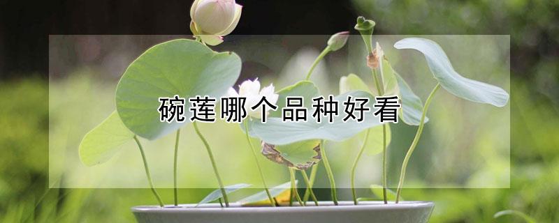 碗莲哪个品种好看（哪种碗莲最好看）