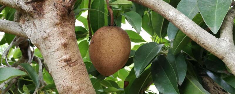 人心果籽怎么种（人心果用什么土种）