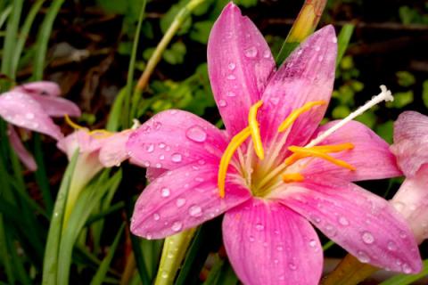 风雨兰种球埋土多深