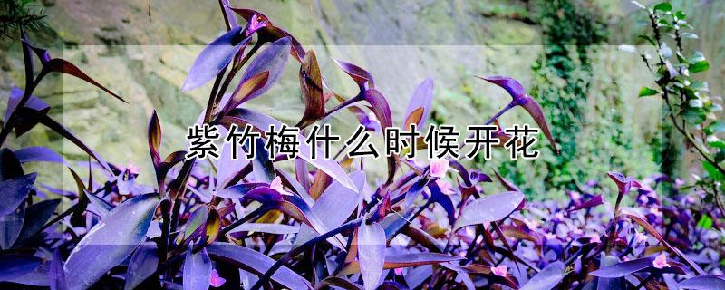 紫竹梅什么时候开花 紫竹梅什么时候开花结果