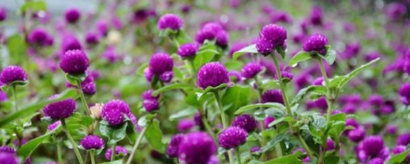 千日红如何剪枝（千日红如何修剪）