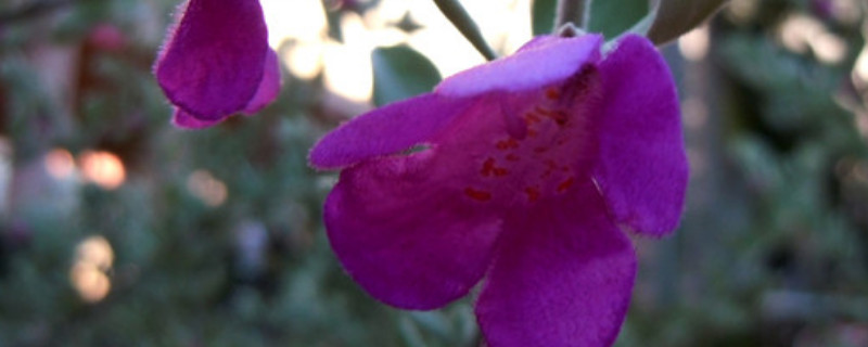 红花玉芙蓉怎么养（芙蓉花怎么养啊）