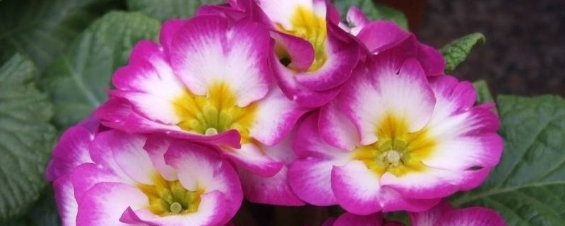 报春花怎么养家庭养法（报春花如何养）