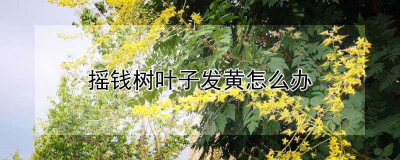 摇钱树叶子发黄怎么办 摇钱树叶黄了怎么办