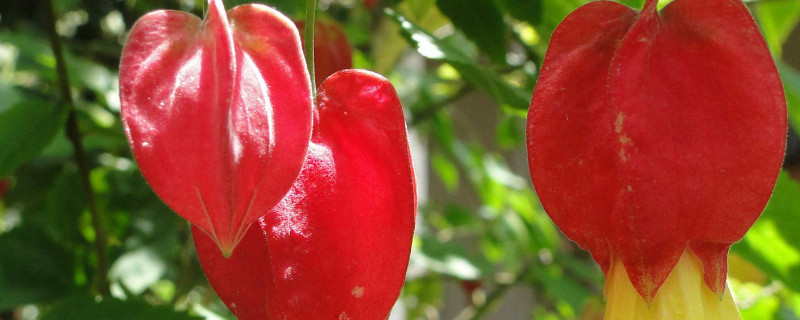 灯笼花小苗怎么养(灯笼花小苗盆栽怎么浇水)