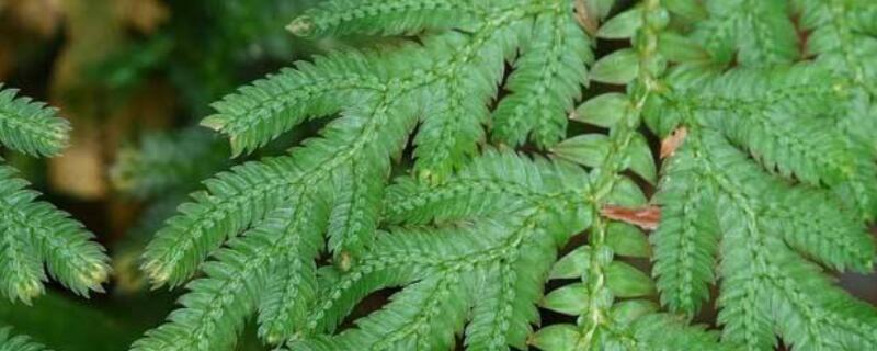 伏地卷柏怎么养(干卷柏怎么养)