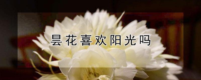 昙花喜欢阳光吗（昙花喜欢阳光充足吗）