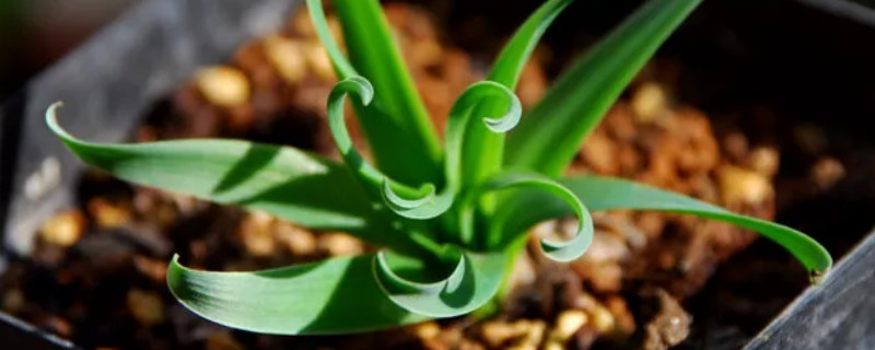 弹簧草夏天怎么养（怎样养好弹簧草）