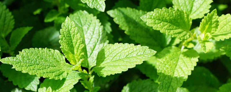 薄荷水培怎么养 薄荷水培怎么养视屏