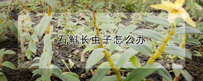 石斛长虫子怎么办（石斛花长虫子怎么办）