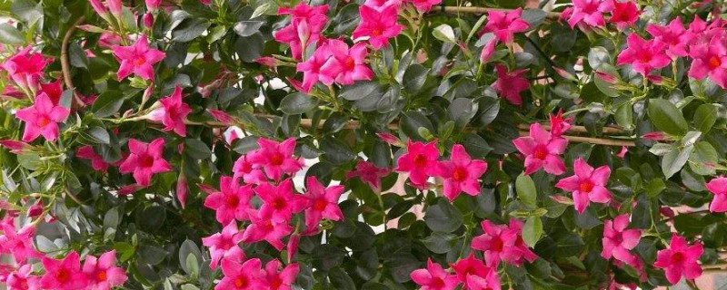 飘香藤太长怎么修剪 飘香藤怎样修剪技巧