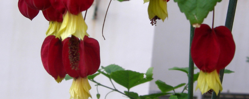 蔓性风铃花冬天怎么办(蔓性风铃花的养殖方法和注意事项冬天怎么养)