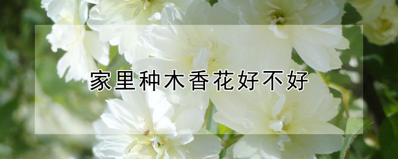 家里种木香花好不好 木香花适合在家里养吗