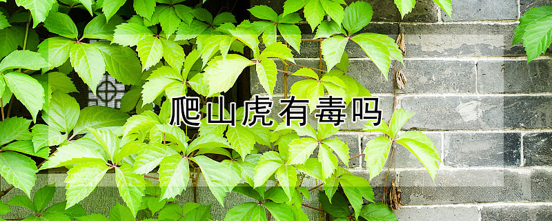 爬山虎有毒吗（爬山虎有毒吗兔子可以吃吗）