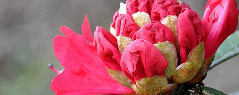 马樱花怎样栽易成活 马樱花为什么难栽活