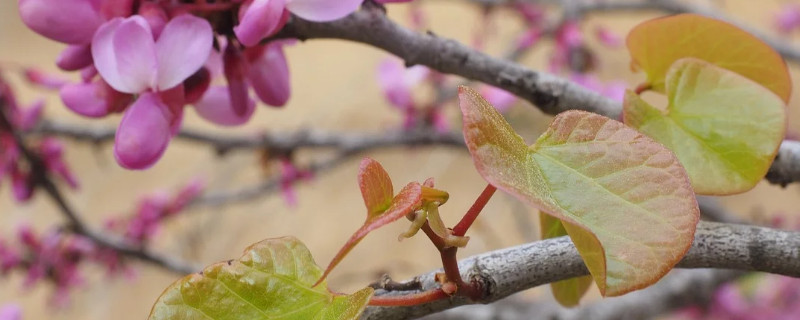 巨紫荆能扦插吗（巨紫荆扦插方法和图片）