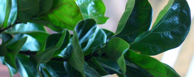 琴叶榕黑了怎么办（琴叶榕叶子有黑点怎么办）