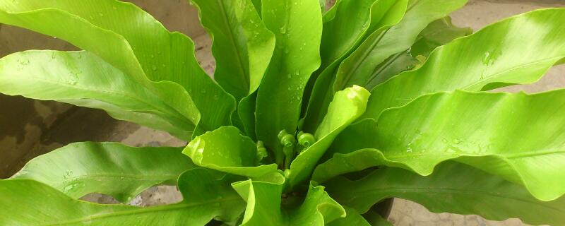 火焰鸟巢蕨怎么养 火焰鸟巢蕨和鸟巢蕨一样吗