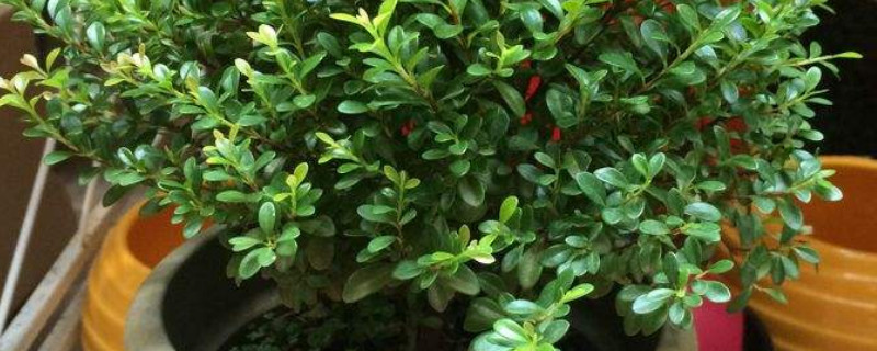 清香木掉叶子怎么办 清香木掉叶子怎么办?