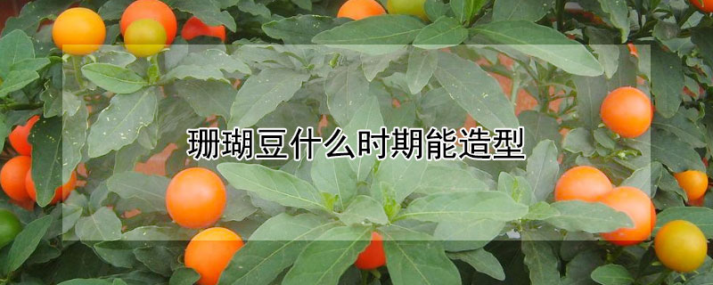 珊瑚豆什么时期能造型（珊瑚豆几年生）