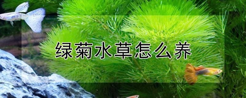 绿菊水草怎么养（绿菊花草怎么养）