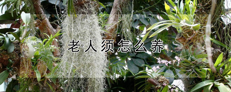 老人须怎么养 老人须怎么养护