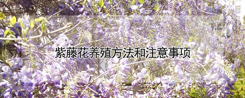 紫藤花养殖方法和注意事项 紫藤花的养殖方法和注意事项
