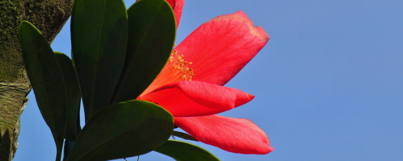 杜鹃红山茶如何浇水（杜鹃山茶花怎么浇水）