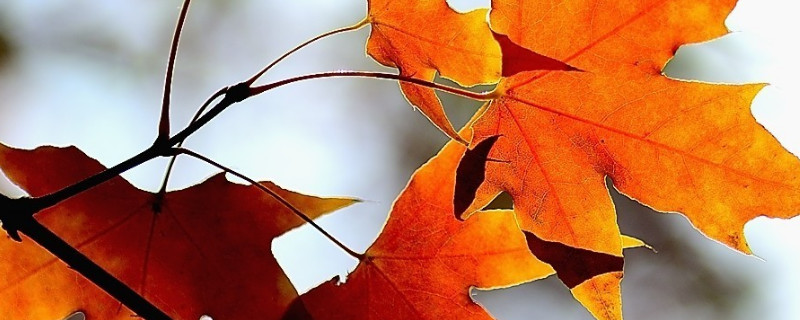 盆栽五角枫的栽培与管理 五角枫栽植