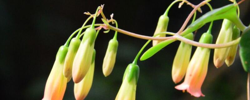 丹麦风铃草怎么度夏（丹麦风铃草如何过夏）