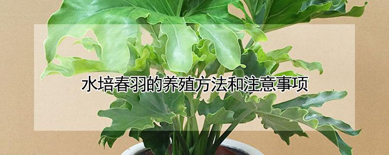水培春羽的养殖方法和注意事项 土培春羽的养殖方法和注意事项