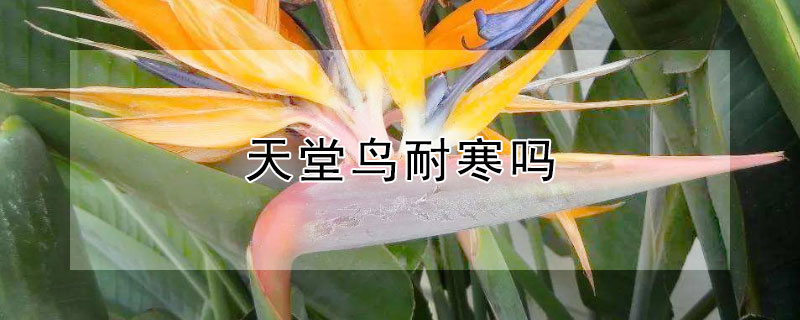 天堂鸟耐寒吗（天堂鸟耐阴耐寒吗）