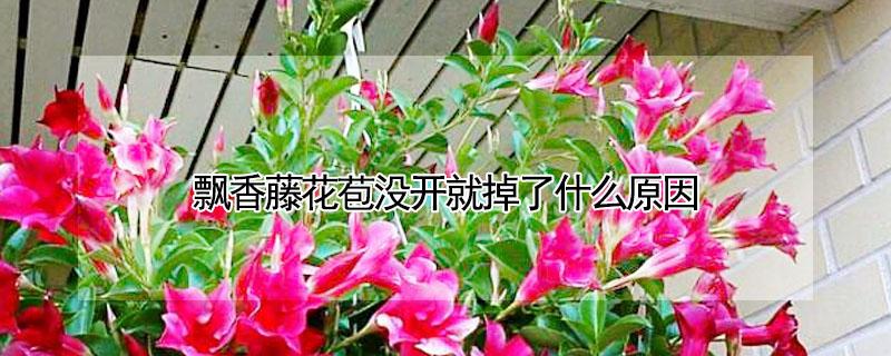 飘香藤花苞没开就掉了什么原因 飘香藤有花苞就是不开花