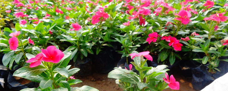 盆栽长春花怎么过冬（长春花怎样过冬天）