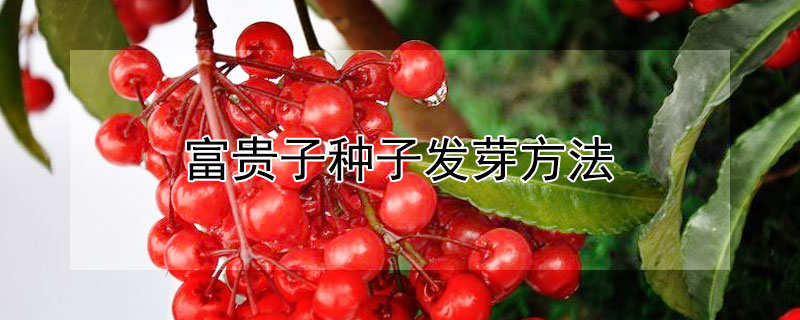 富贵子种子发芽方法 富贵子的种子什么时候成熟