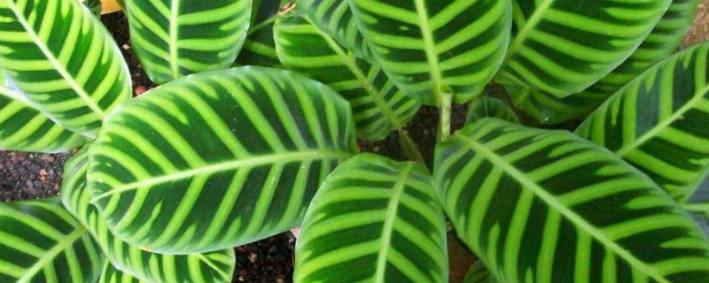 竹芋叶子下垂是怎么回事 竹芋白天叶子下垂晚上立起来