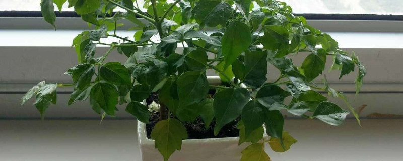 幸福树夏季怎么浇水 幸福树喜欢水吗?秋季怎么浇水