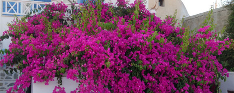 三角梅如何控水催花 三角梅催花方法