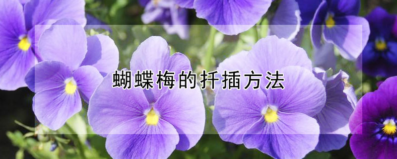 蝴蝶梅的扦插方法 蝴蝶梅怎么扦插