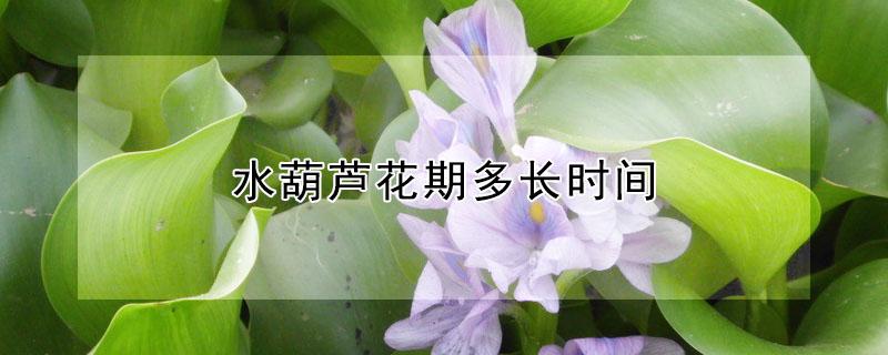 水葫芦花期多长时间 水葫芦生长时间