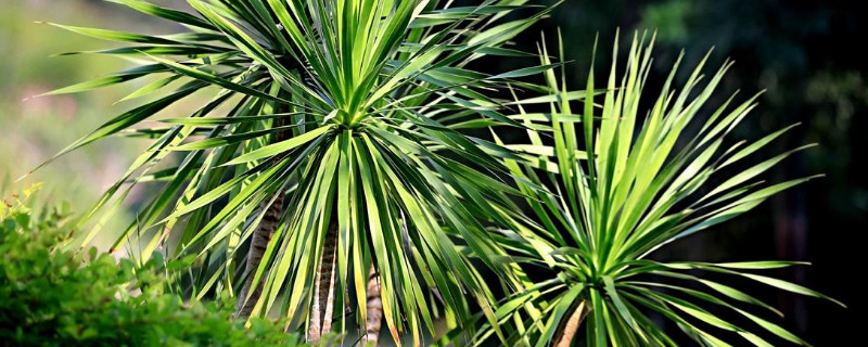 海南龙血树养护方法 海南龙血树干枯怎么办